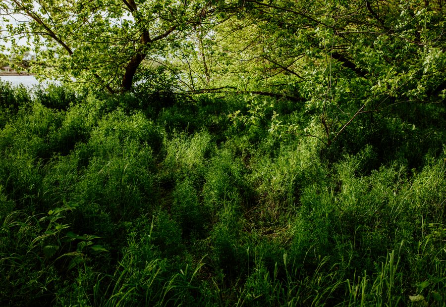 Privet and cedar cleared from a fencerow beneath standing hardwood canopy
