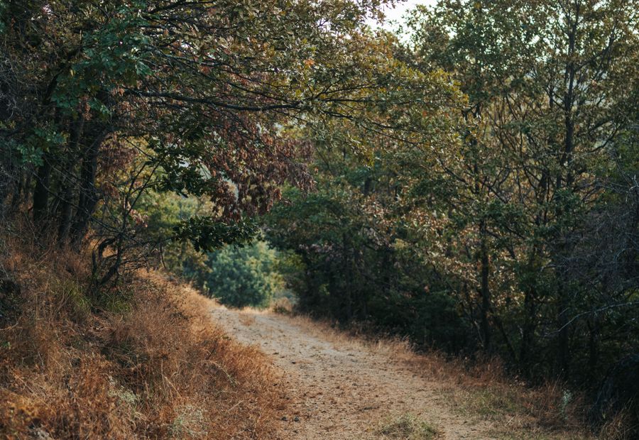 Access trail cut through bottomland hardwood timber with no stumps or brush piles