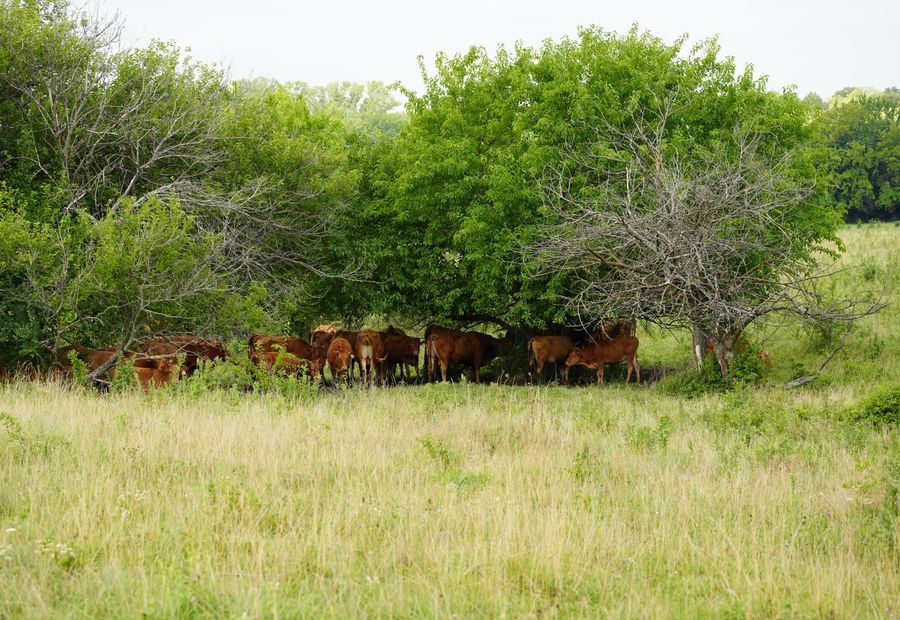 Cleared fencerow and reclaimed pasture edge on northeast Arkansas farm ground