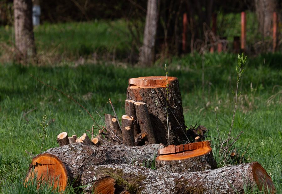 Stump grinder cutting a hardwood stump below grade with chips filling the hole
